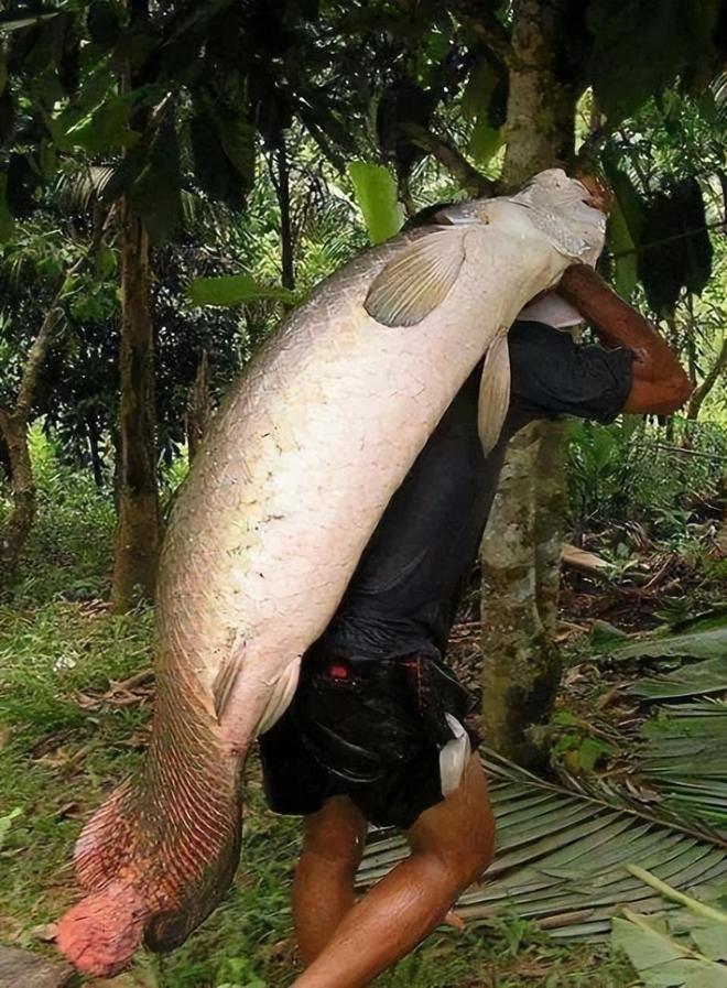 巨骨舌魚價格揭秘，小巷深處的獨特美食體驗