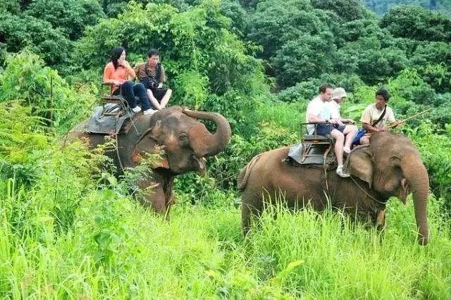 清邁旅游、發(fā)展與文化的最新交融動態(tài)揭秘